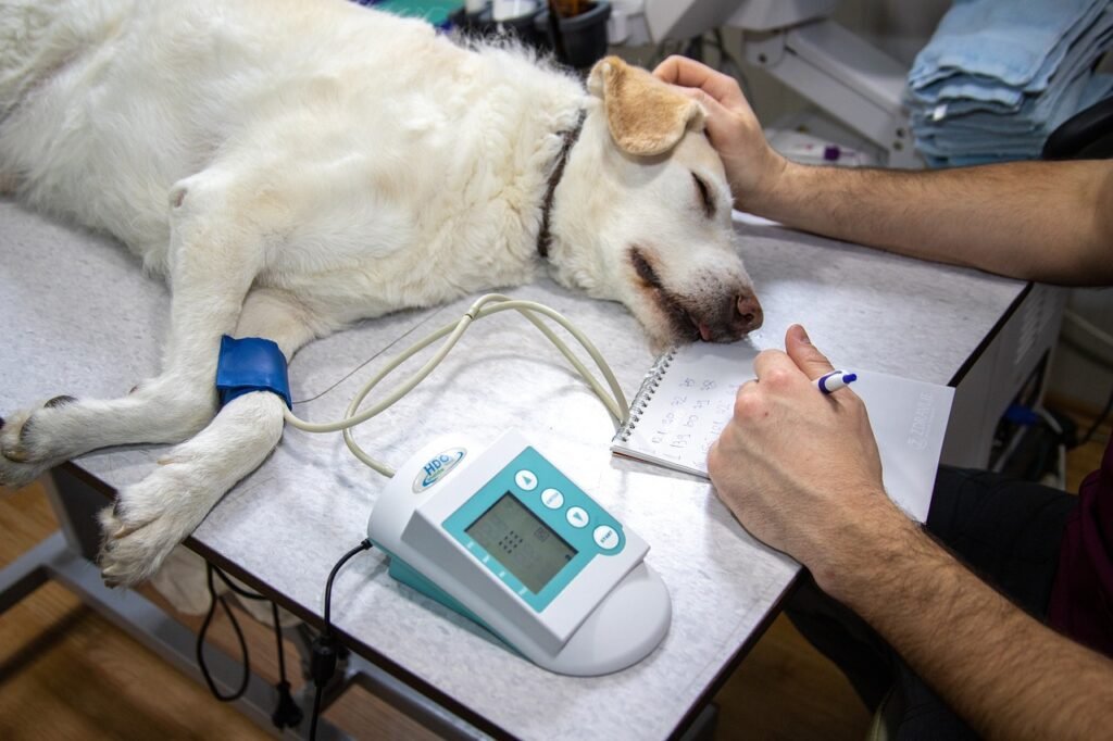 Servicios veterinarios Córdoba
