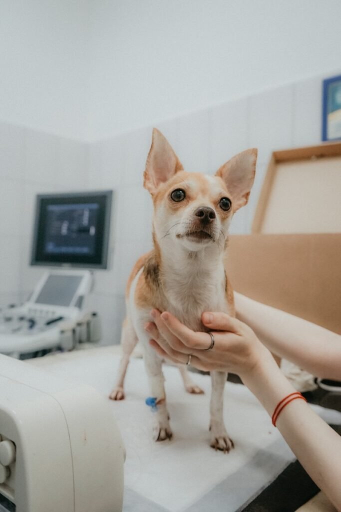Veterinaria en Córdoba Cantillo